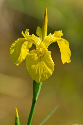 Wild Iris