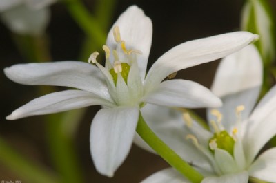 Wild Flower