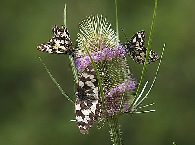 Melanargia galatea