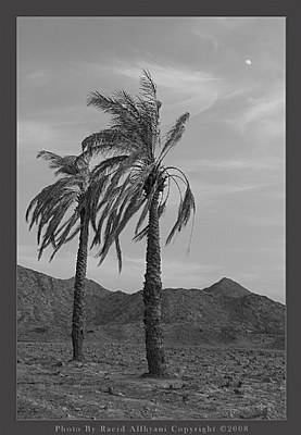 Palms II