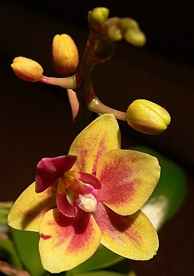 yellow orchid