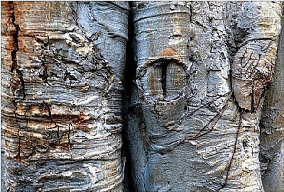 snake eye bodhi-tree