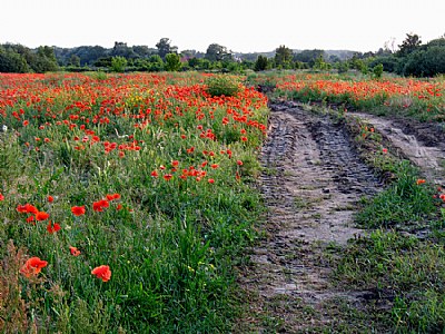 Poppyfield