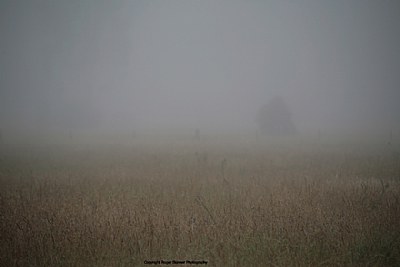 Low Mist in a Dirty Valley