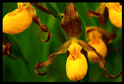 Lady Slipper Orchid