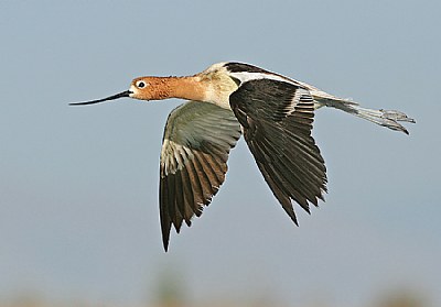 American Avocet