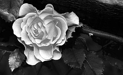 Rose (Black and White) 61908