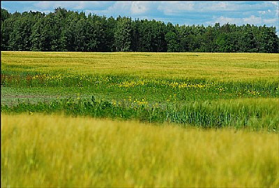 Yellow fields