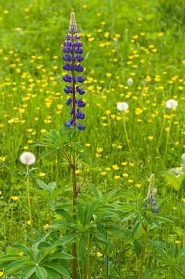 Lone Lupin