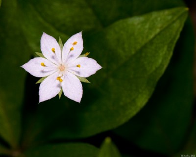 Western Star Flower