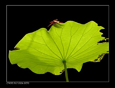 Dragonfly