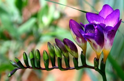 nature's harp