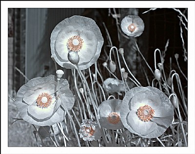 IR poppies