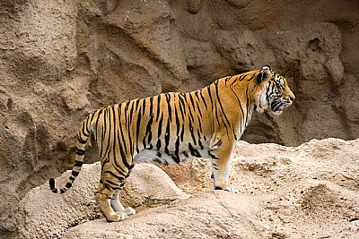 Bengal Tiger Posing