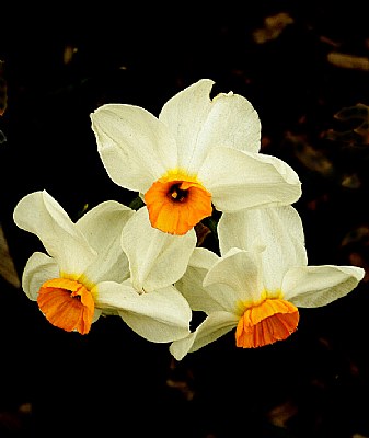 WHITE DAFFODILS