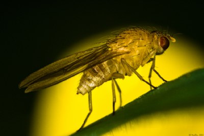 Marsh Fly