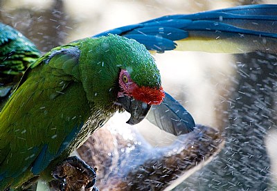 Getting a shower