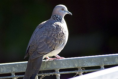 An Obese Pidgeon