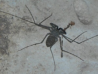 Guavá cave spider
