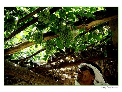 grapes in Saudi Arabia
