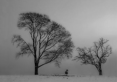 The lost sheep (bw)