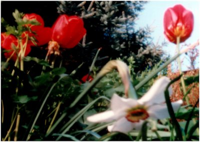 pinhole flowers