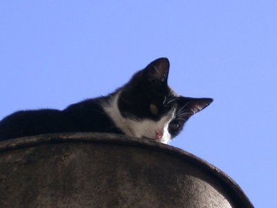 Cat on watertank