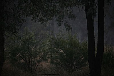 Forest VI