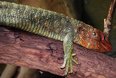 Caiman Lizard II