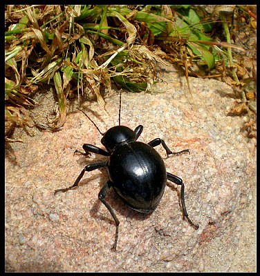 The Polished Beetle