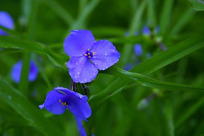 Blue Mood