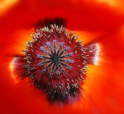 The Heart of a Poppy