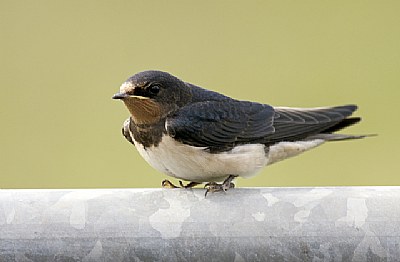 Swallow