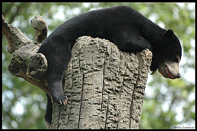BABY NAP