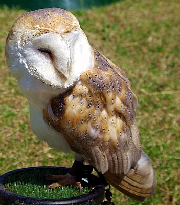 BARN OWL