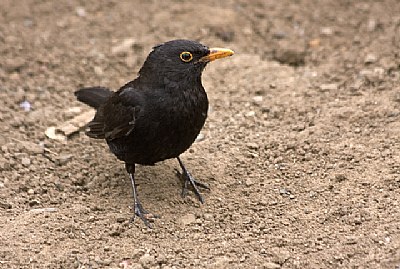 Blackbird