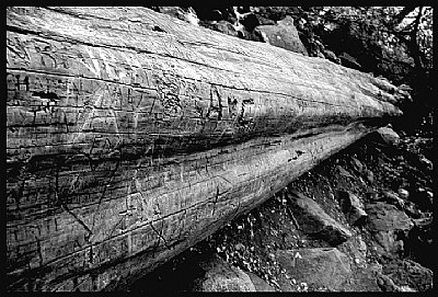 Carving on a tree