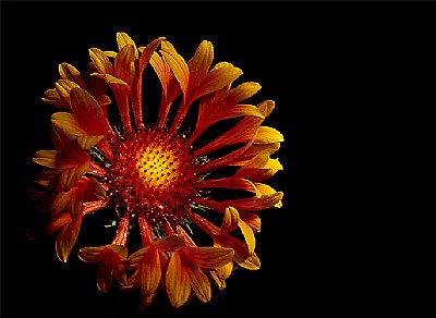 gaillardia2