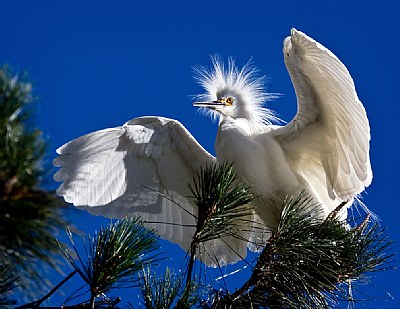 Snowy Egret