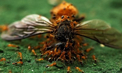 Invasion