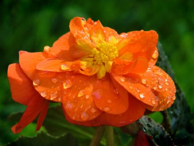 Rainy Day Begonia