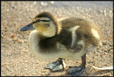 Baby Duck