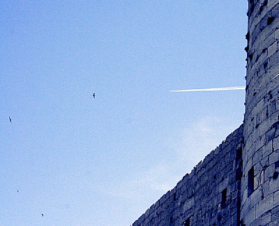 Birds & Aircraft