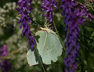 Gonepteryx rhamni