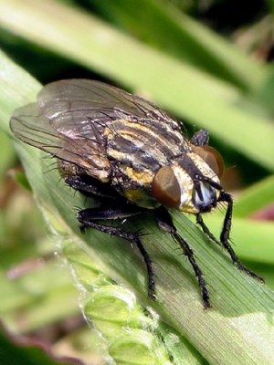 Paspalum Fly