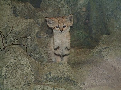 Little sand cat and his EARS