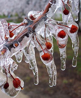 FROZEN CHERRY