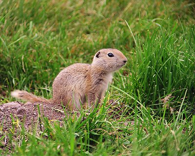 Guard Gopher
