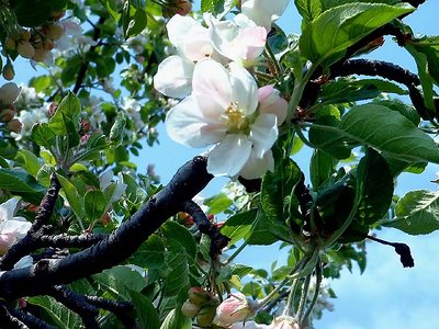 apple blossoms