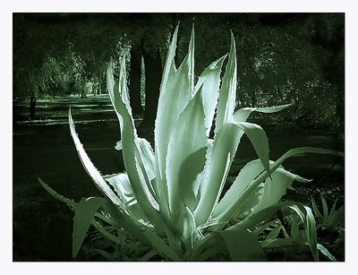 Agave Plant  Infrared